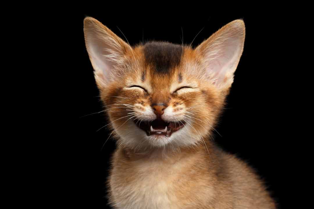 Lustige Katzenbilder: Eine Katze "kichert"
