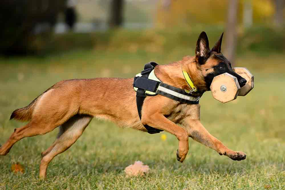 Ein Malinois (Belgischer Schäferhund)