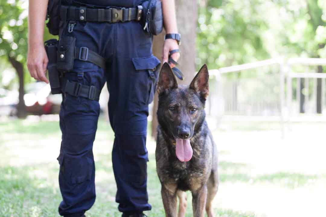 Malinois als Polizeihund