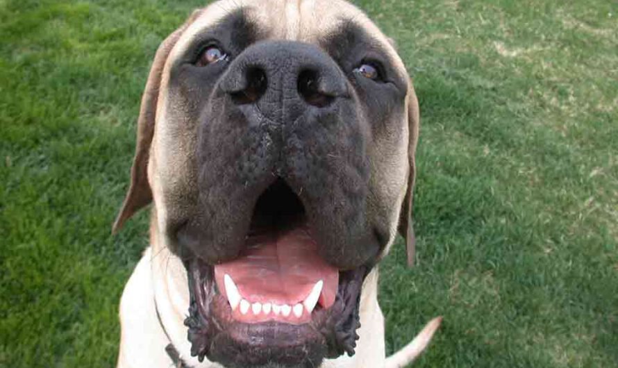 Mastiff: der Hund, der auch mit Löwen kämpft