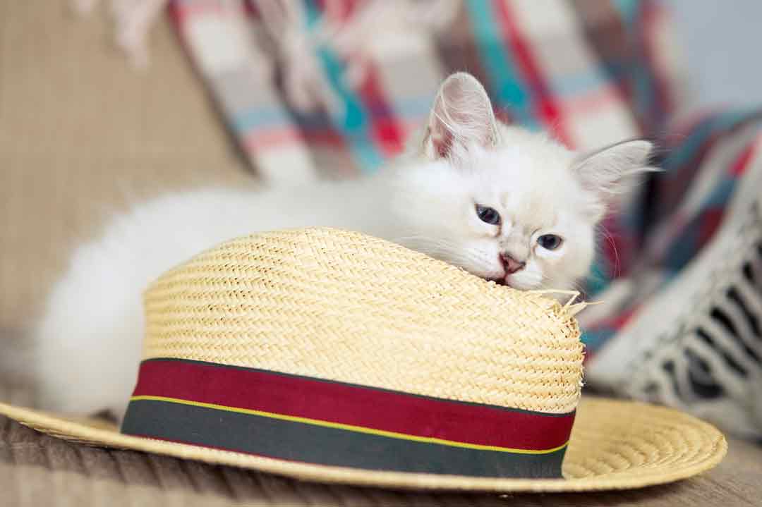Pica-Syndrom bei Katzen: Eine Katze nagt einen Strohhut an