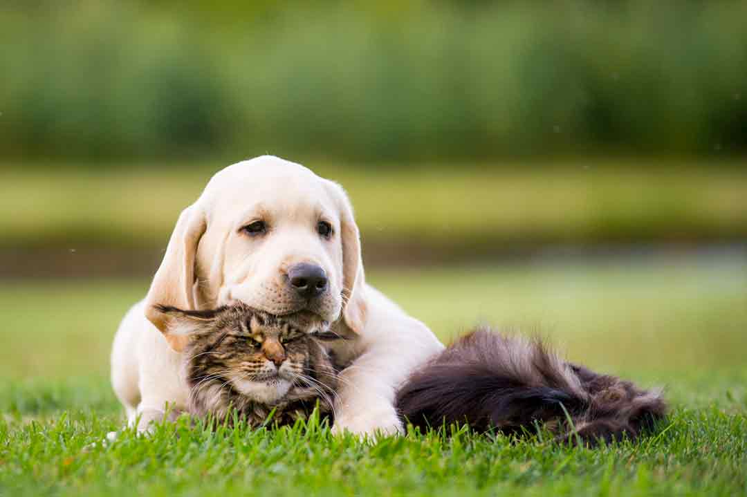 Würmer beim Hund: Ein Hund schmust mit einer Katze