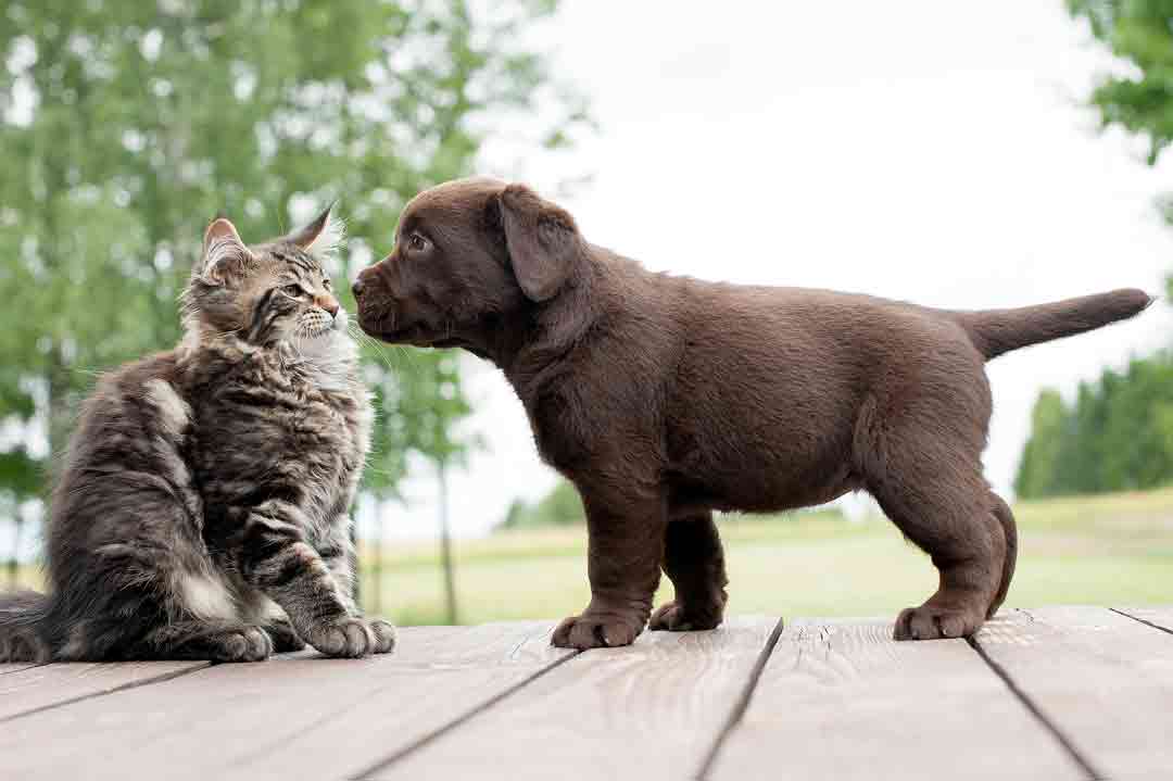 Ein Hund und eine Katze unterhalten sich über Würmer