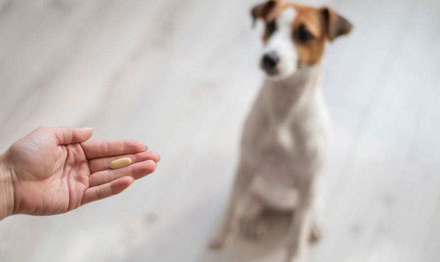 Wurmkur für Hunde: sichere Entwurmung beim Hund