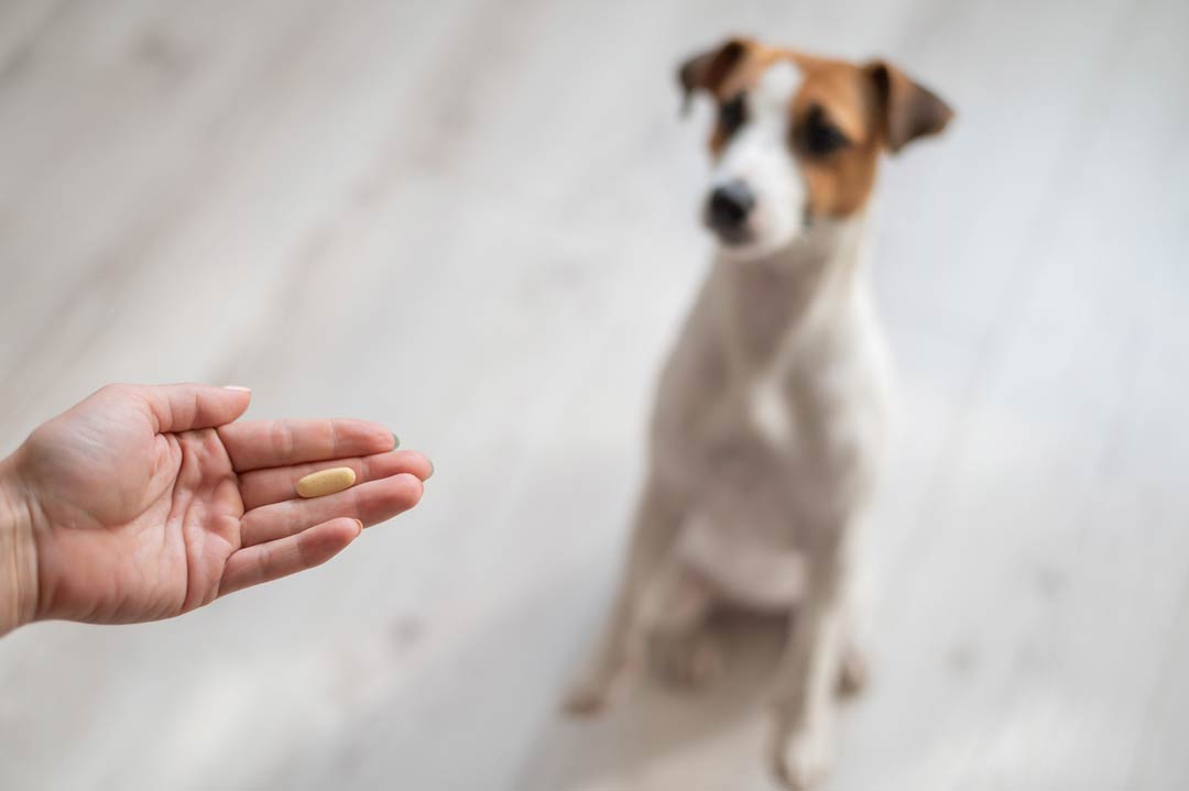 Wurmkur für Hunde: sichere Entwurmung beim Hund