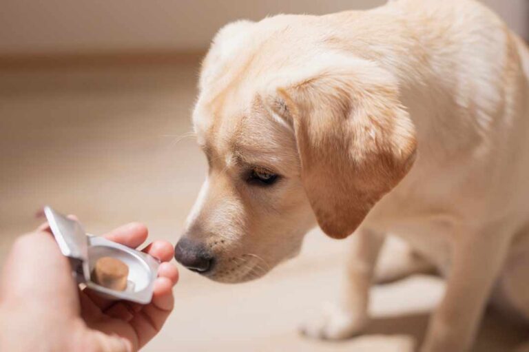 Wurmkur für Hunde sichere Entwurmung beim Hund • Aus Liebe