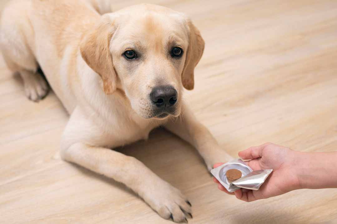 Wurmkur Hunde: Alle Infos zur Entwurmung