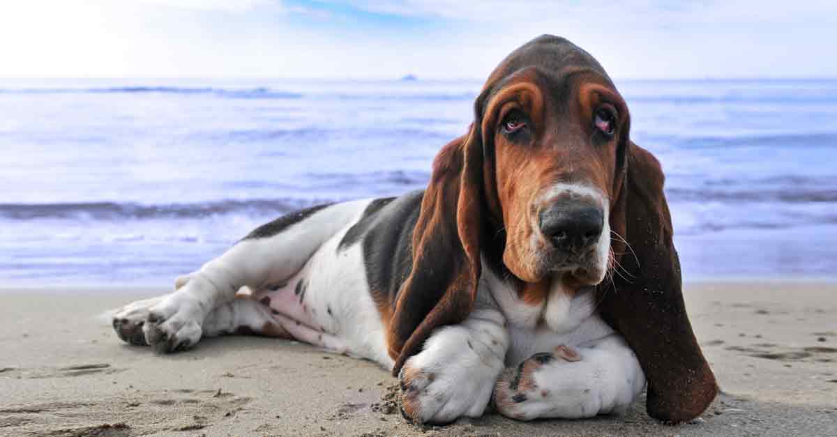 Basset Hound Charakter, Pflege und Haltung • Aus Liebe zum Haustier