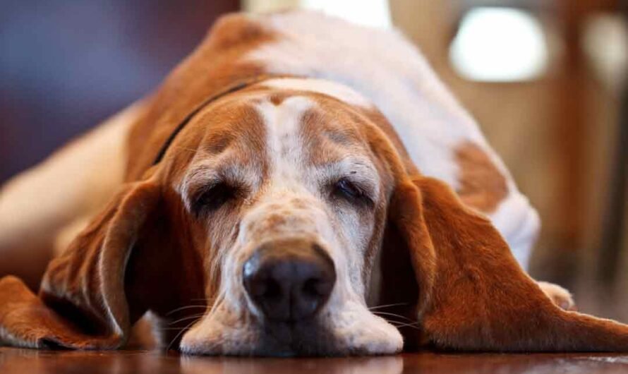 Warum hat der Basset so lange Ohren?