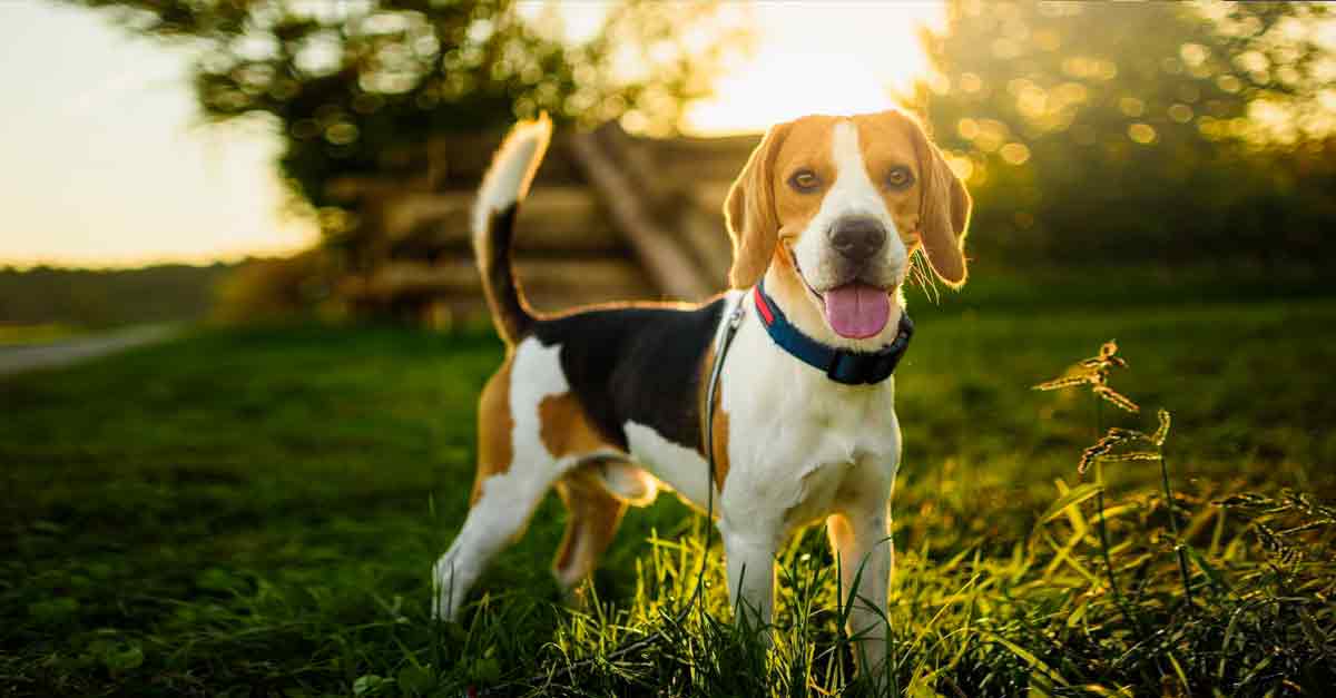 10 welche hunde haben eine weisse schwanzspitze Ideen