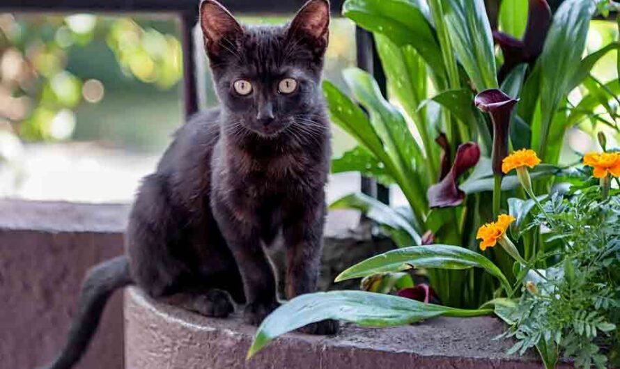 Bombay-Katze: Charakter, Pflege und Haltung