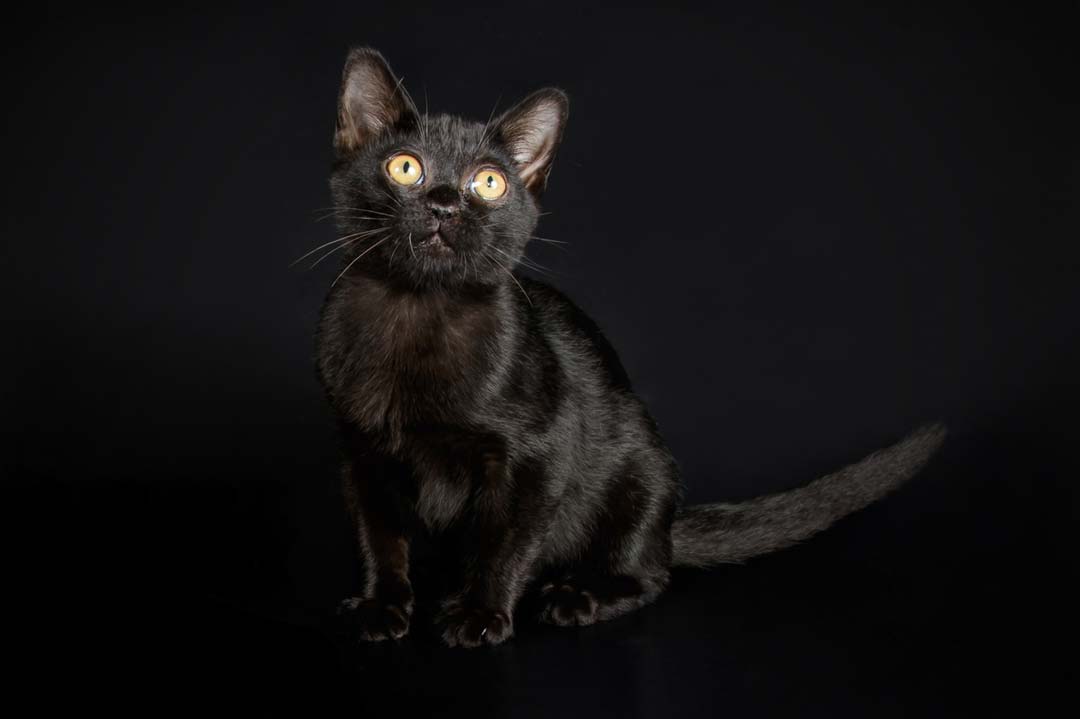 Schwarze Bombaykatze