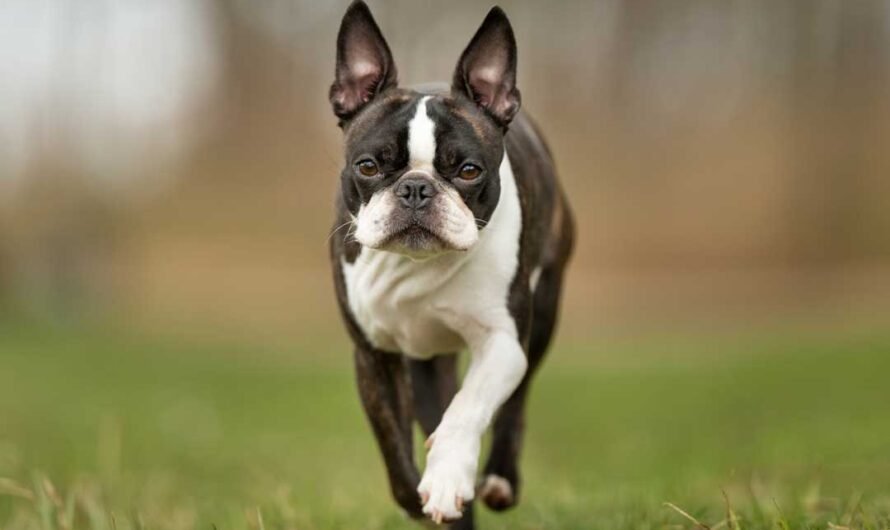 Boston Terrier: Charakter, Pflege und Haltung