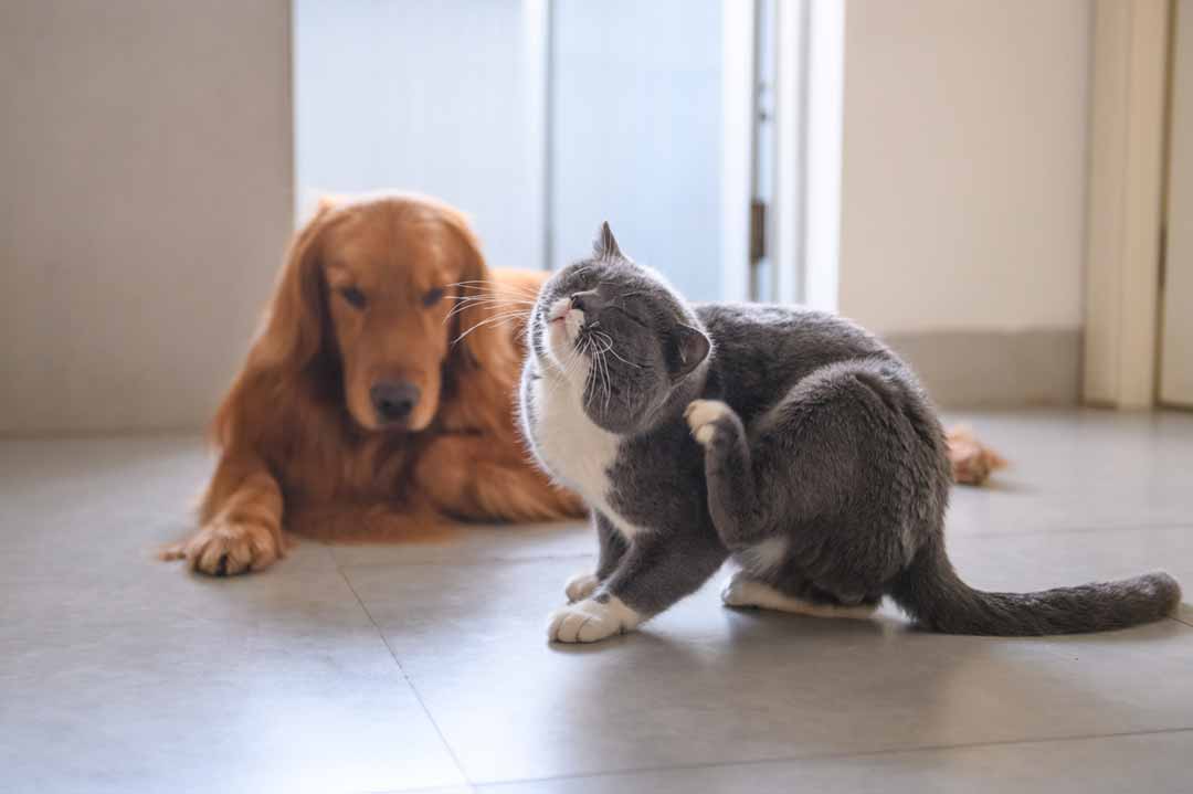 Hunde und Katzen können Milben gegenseitig übertragen