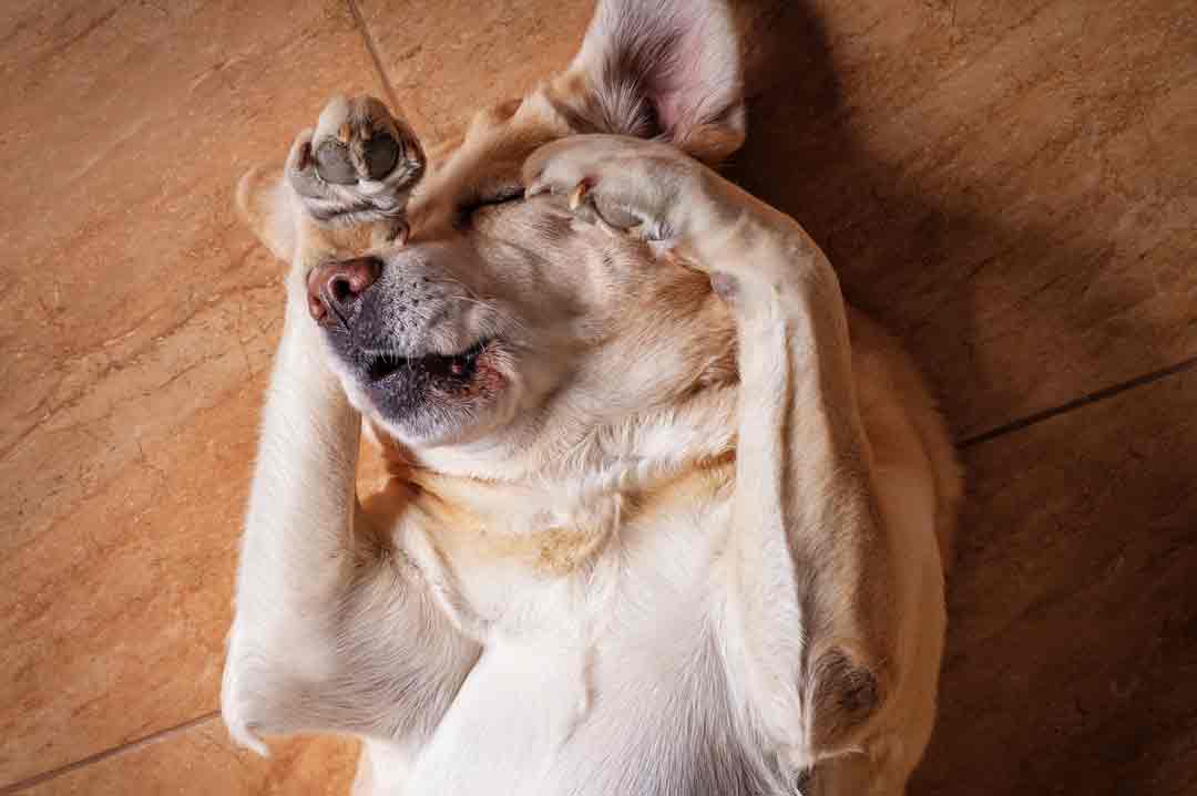 Hund mit Nasenmilben