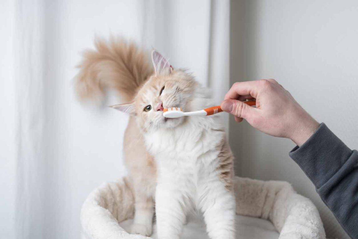 Eine Katze mit einer Zahnbürste