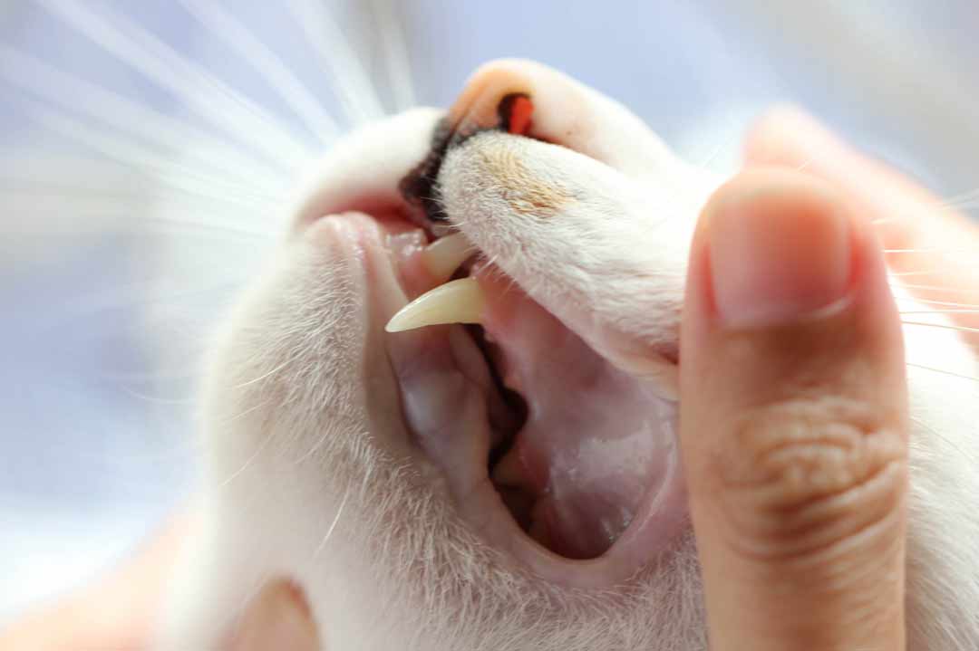 Ein Tierarzt untersucht eine Katze mit Mundgeruch