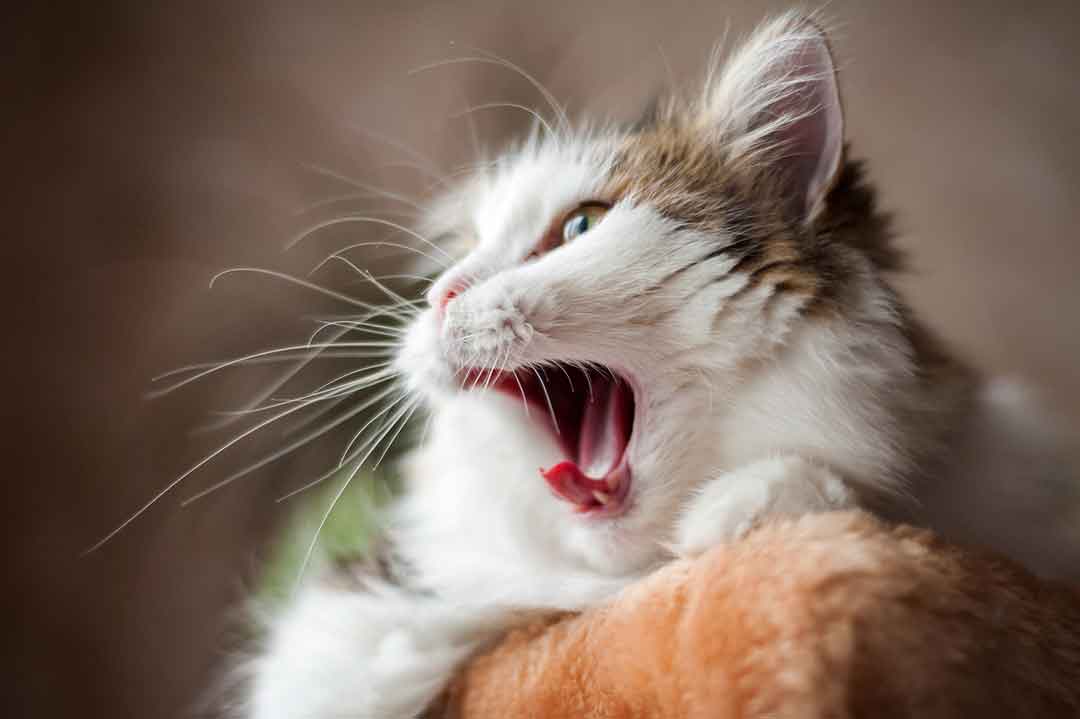 Katze mit Mundgeruch