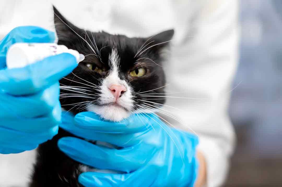 Katze mit Nickhautvorfall beim Tierarzt