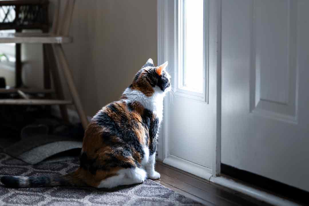 Rolligkeit: Eine rollige Katze will raus