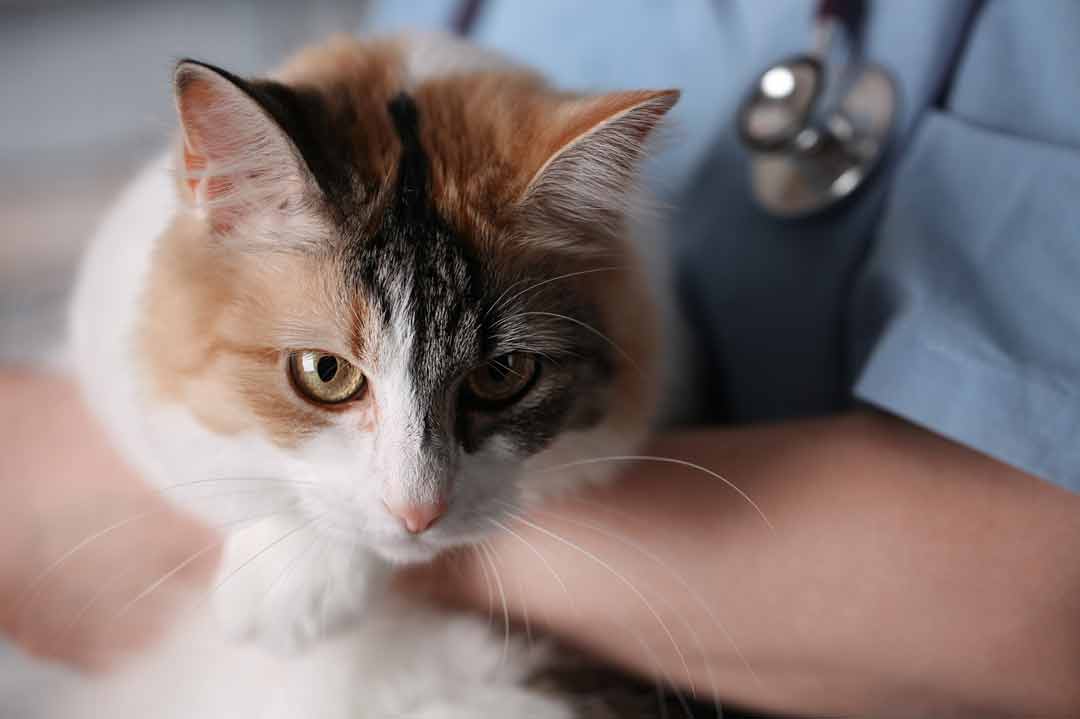 Die Katze zittert: Wann musst Du zum Tierarzt?