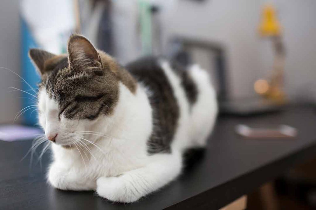 Katze Zittert Am Ganzen Körper Nach Op Die Katze zittert: Das sind die Ursachen • Aus Liebe zum Haustier