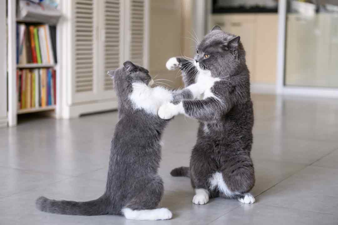 Katzen vergesellschaften: zwei Katzen streiten