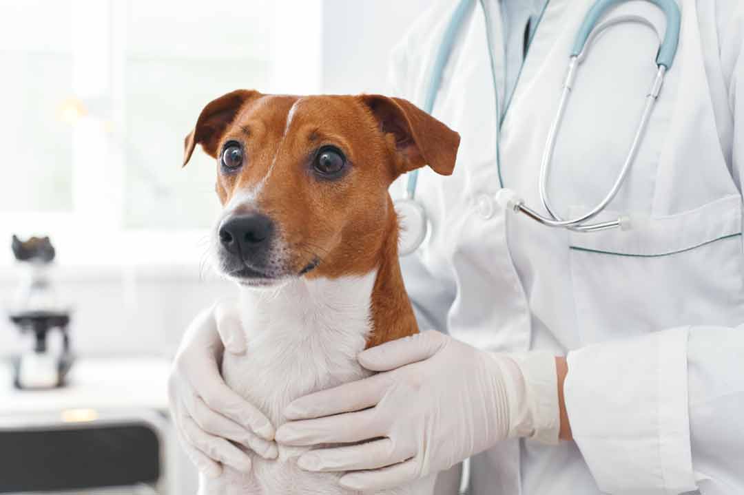 Ein Tierarzt untersucht den Hund auf Milben