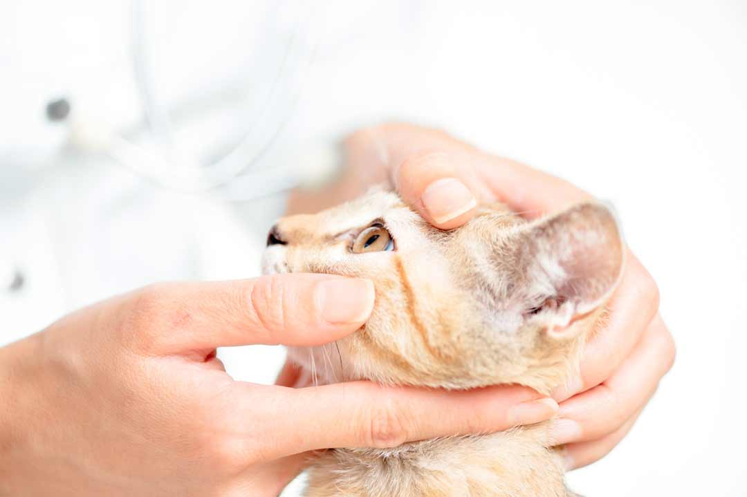 Ein Tierarzt untersucht die Nickhaut bei der Katze