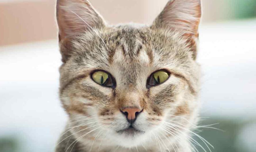 Nickhautvorfall bei der Katze: Ursachen und Hilfe