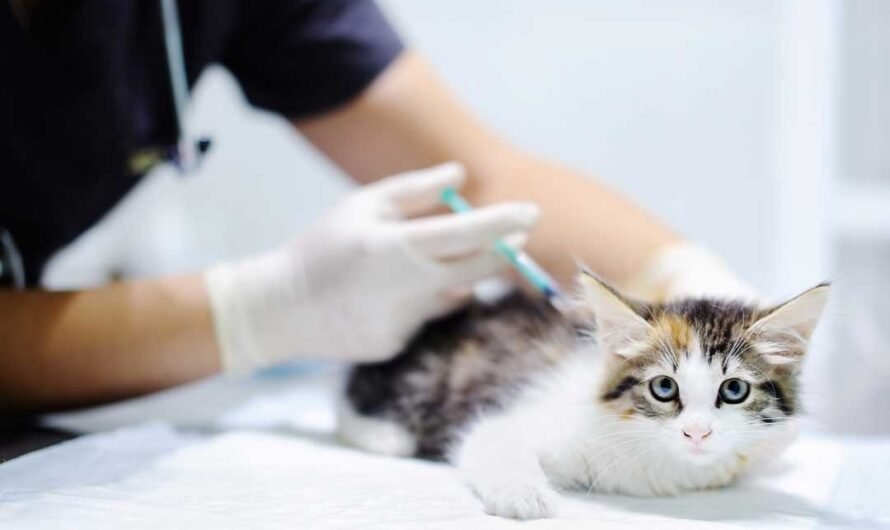 Permethrin: Dieses Arzneimittel kann für Katzen tödlich sein