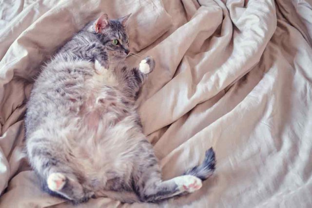 Katze Bei Erster Rolligkeit Decken Lassen Rollige Katze: Das kannst Du für Deine Katze tun • Aus Liebe zum Haustier