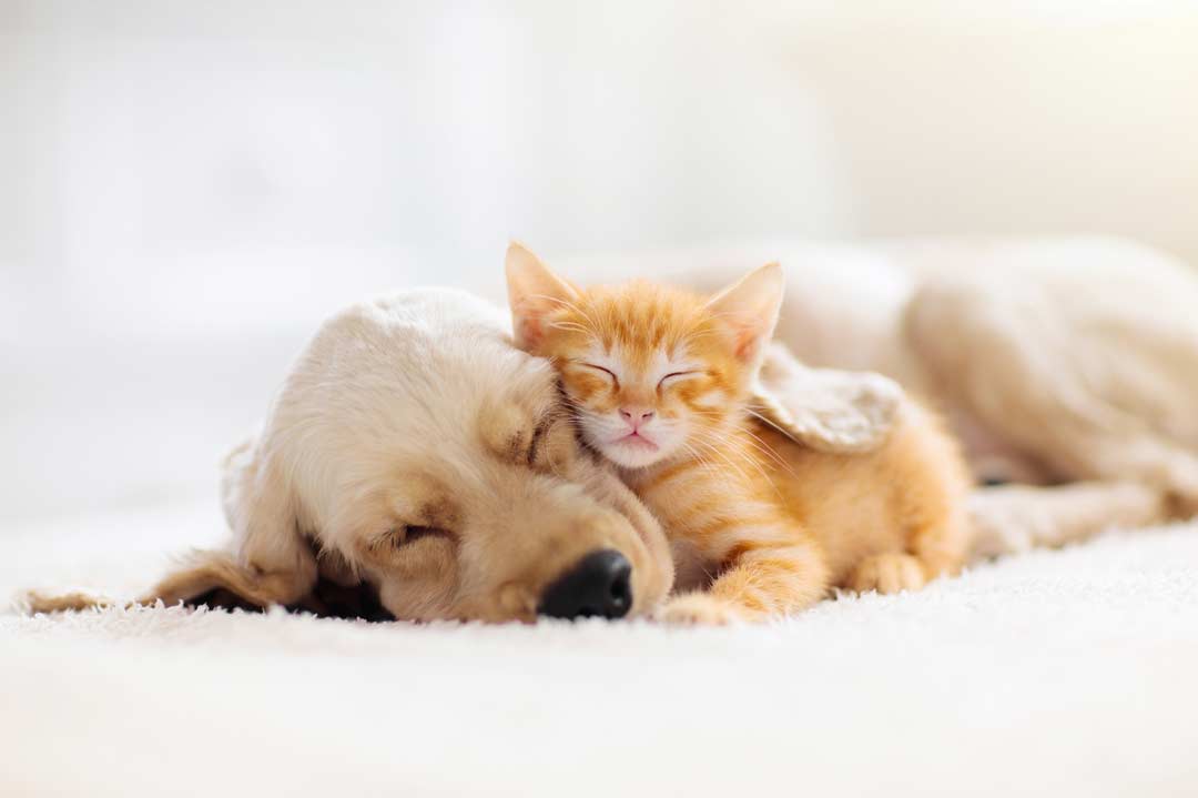 Schlafende Hundebabys
