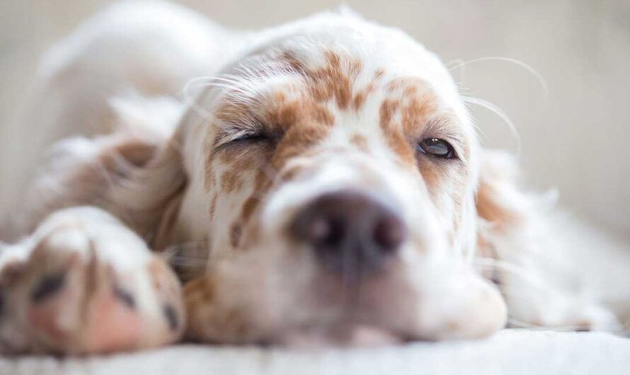 Schlafende Hundebabys: anschauen und durchatmen