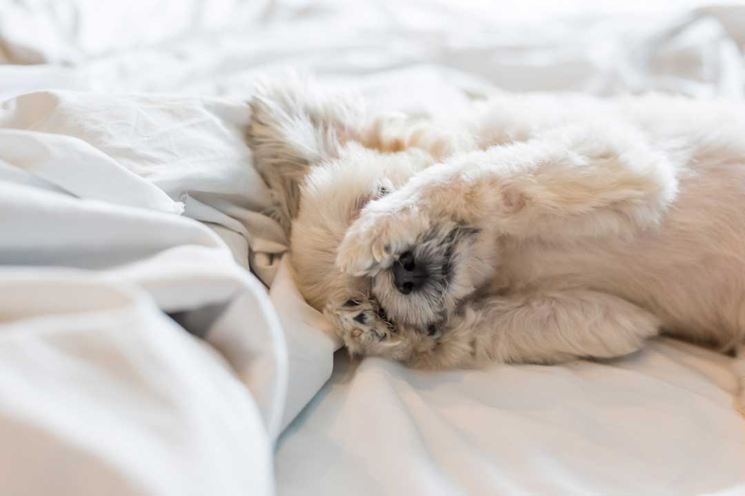 Schlafende Hundebabys