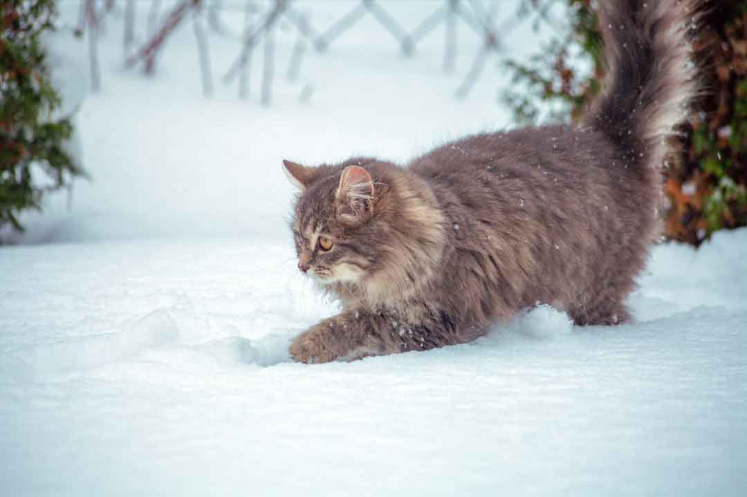 Eine Sibirische Katze im Schnee