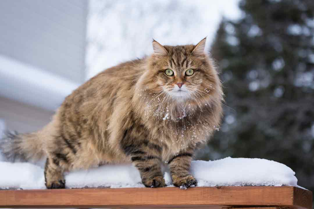 Sibirische Katze im Rasseportrait