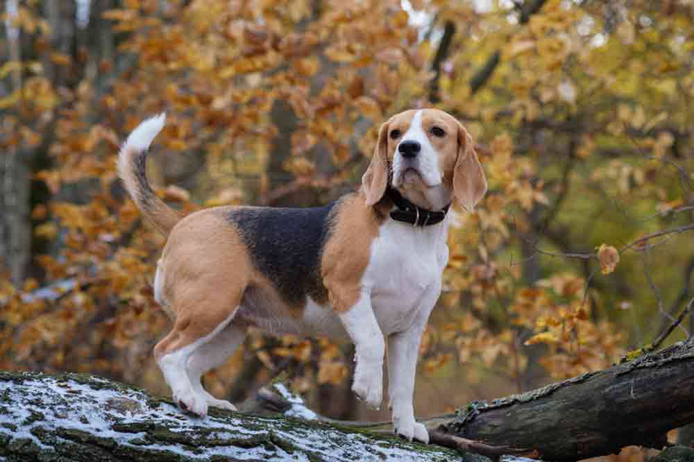 Warum ist die Rudelspitze beim Beagle weiß?
