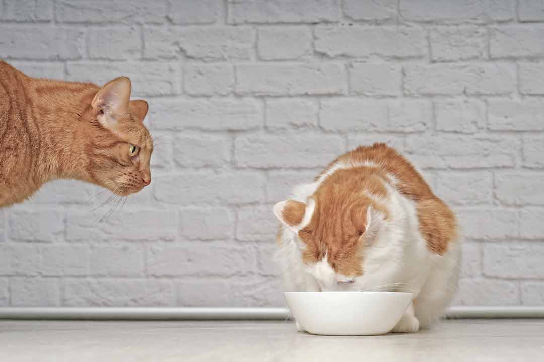 Katzen zusammenführen: Mehrere Fressnäpfe sind wichtig