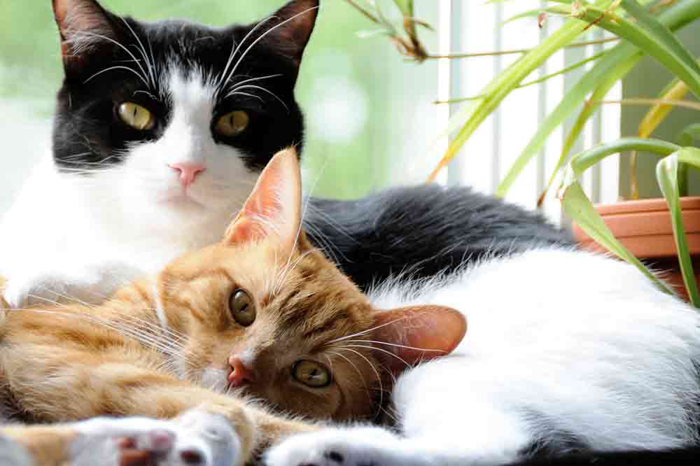 Zwei Katzen aneinander gewöhnen: So geht's