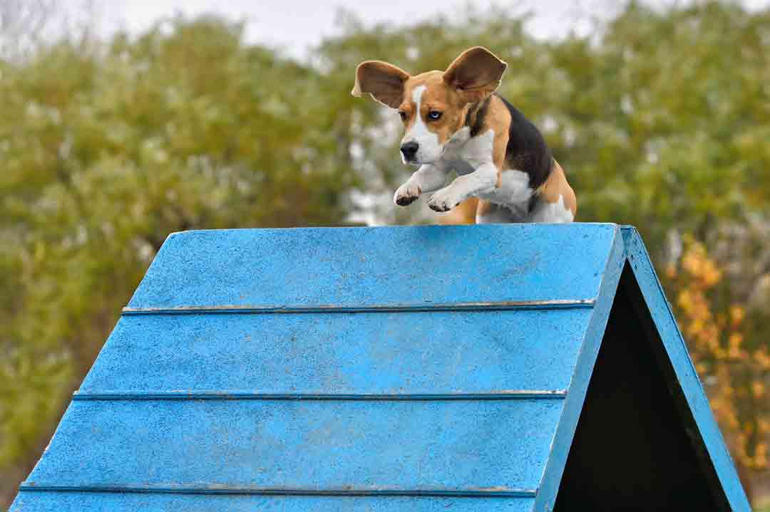 Ein Beagle beim Agility