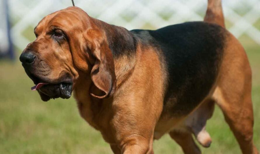Bloodhound: Laufhund, Langohr, Supernase
