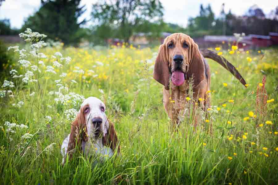 Ein Bloodhound und ein Basset
