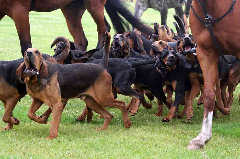 Bloodhounds bei der Jagd