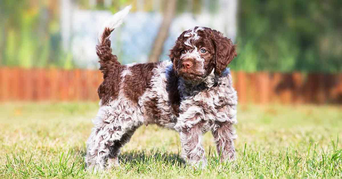 Lagotto Romagnolo Charakter, Pflege und Haltung • Aus Liebe zum Haustier