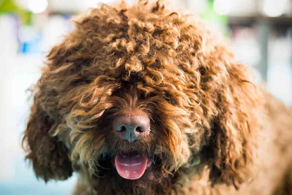 Hunderassen mit Locken: Barbet