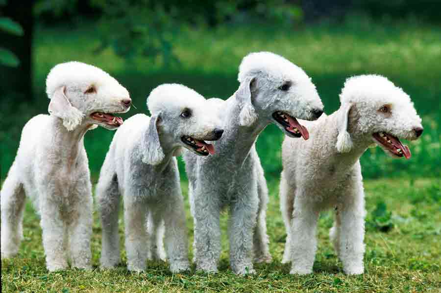 Vier Bedlington Terrier