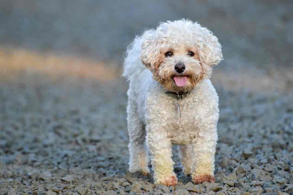 Hunde mit Locken Die 24 drolligsten Rassen (mit Bildern!) •
