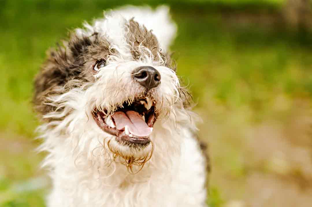Hunde mit Locken: Bologneser