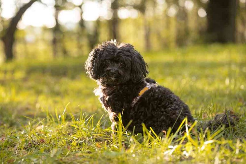 Hunde mit Locken Die 24 drolligsten Rassen (mit Bildern!) •